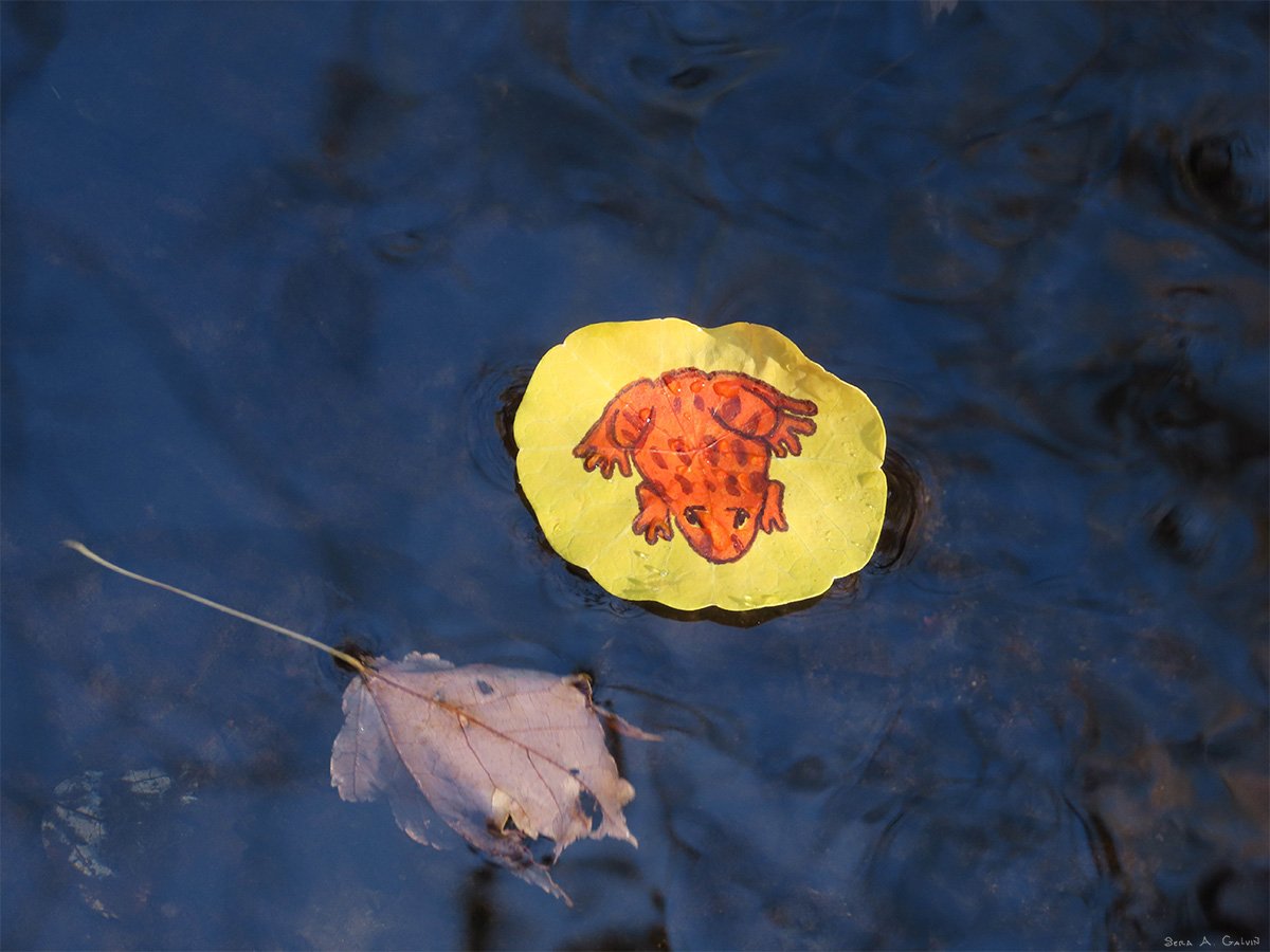 An orange spotted frog drawn on a round yellow leaf floating on rippling deep-blue water, by Sera Autumn
