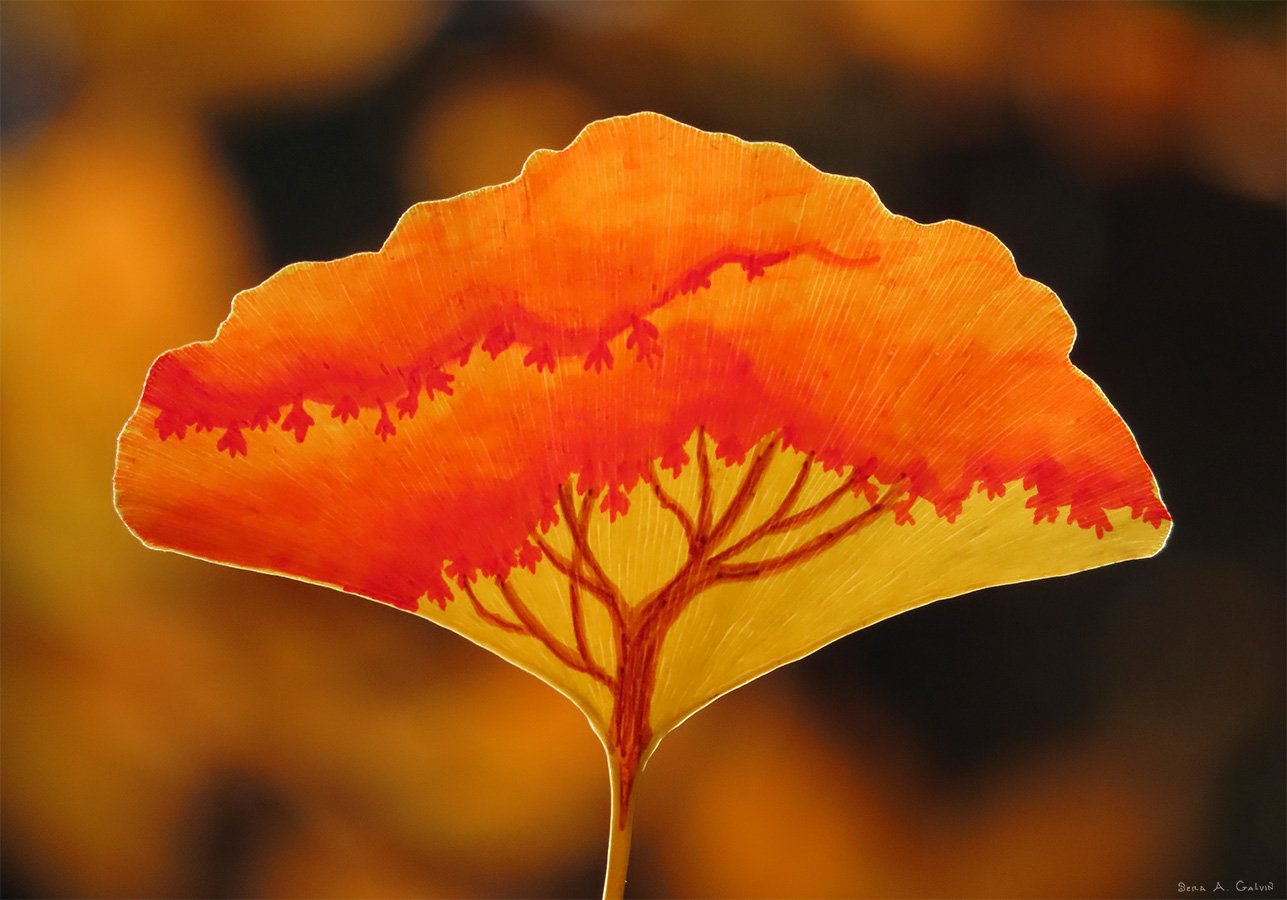 A lone spreading tree silhouetted against a fiery orange and red sky, drawn on a backlit ginkgo leaf, by Sera Autumn