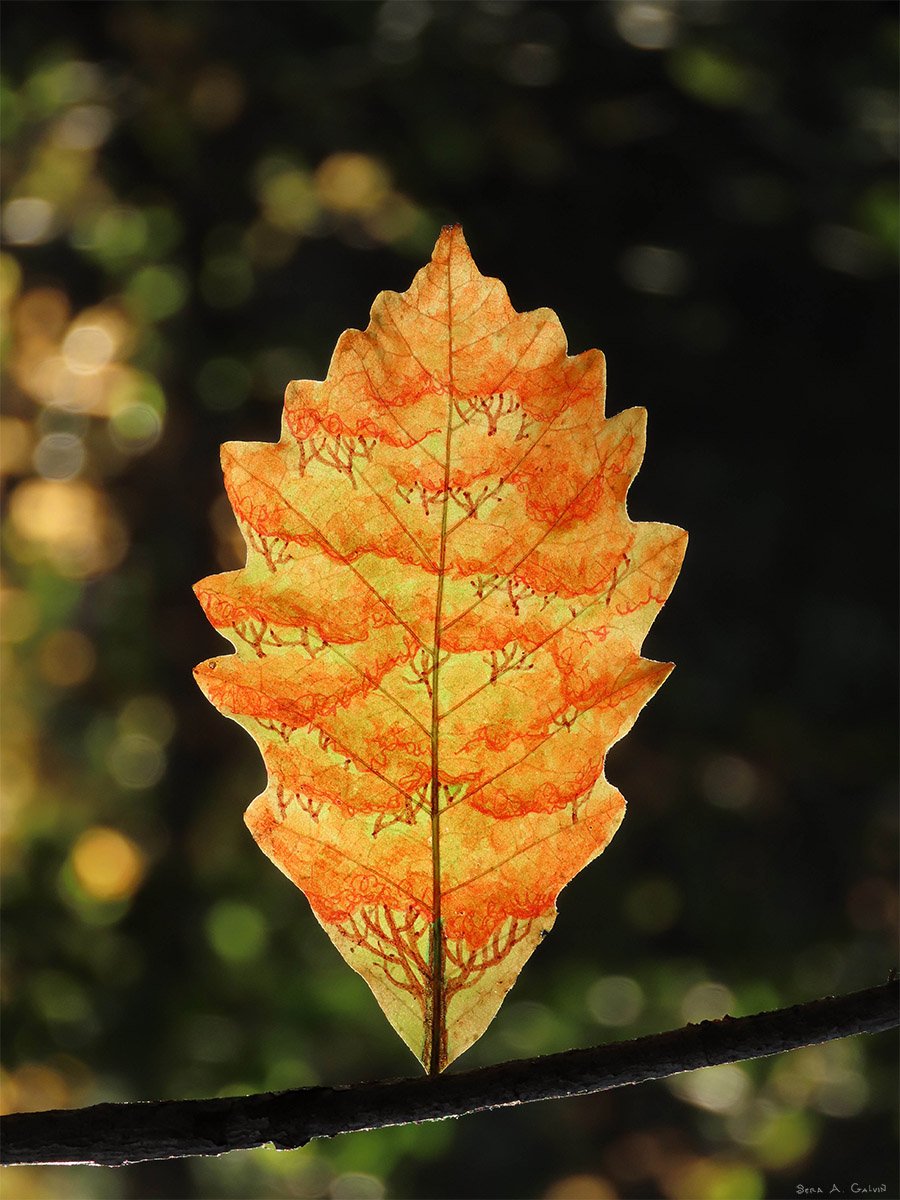 A huge tree with tiers of orange leaves on a yellow toothed autumn leaf, backlit against dark bokeh, by Sera Autumn
