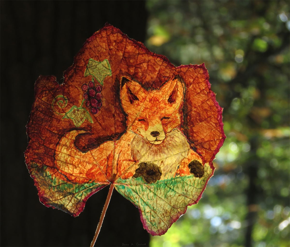 A red fox curled up resting with grapes and vine leaves, drawn on a large grape leaf against sunlit forest, by Sera Autumn