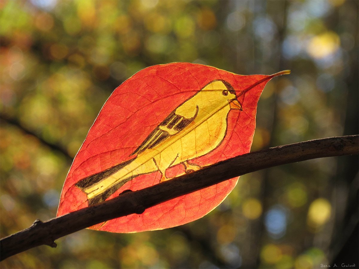 A yellow goldfinch in profile drawn on a red leaf, resting on a real branch against golden autumn bokeh, by Sera Autumn