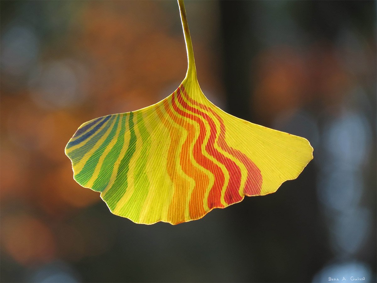 A ginkgo leaf drawn with wavy rainbow stripes backlit against a blurred autumn forest, by Sera Autumn