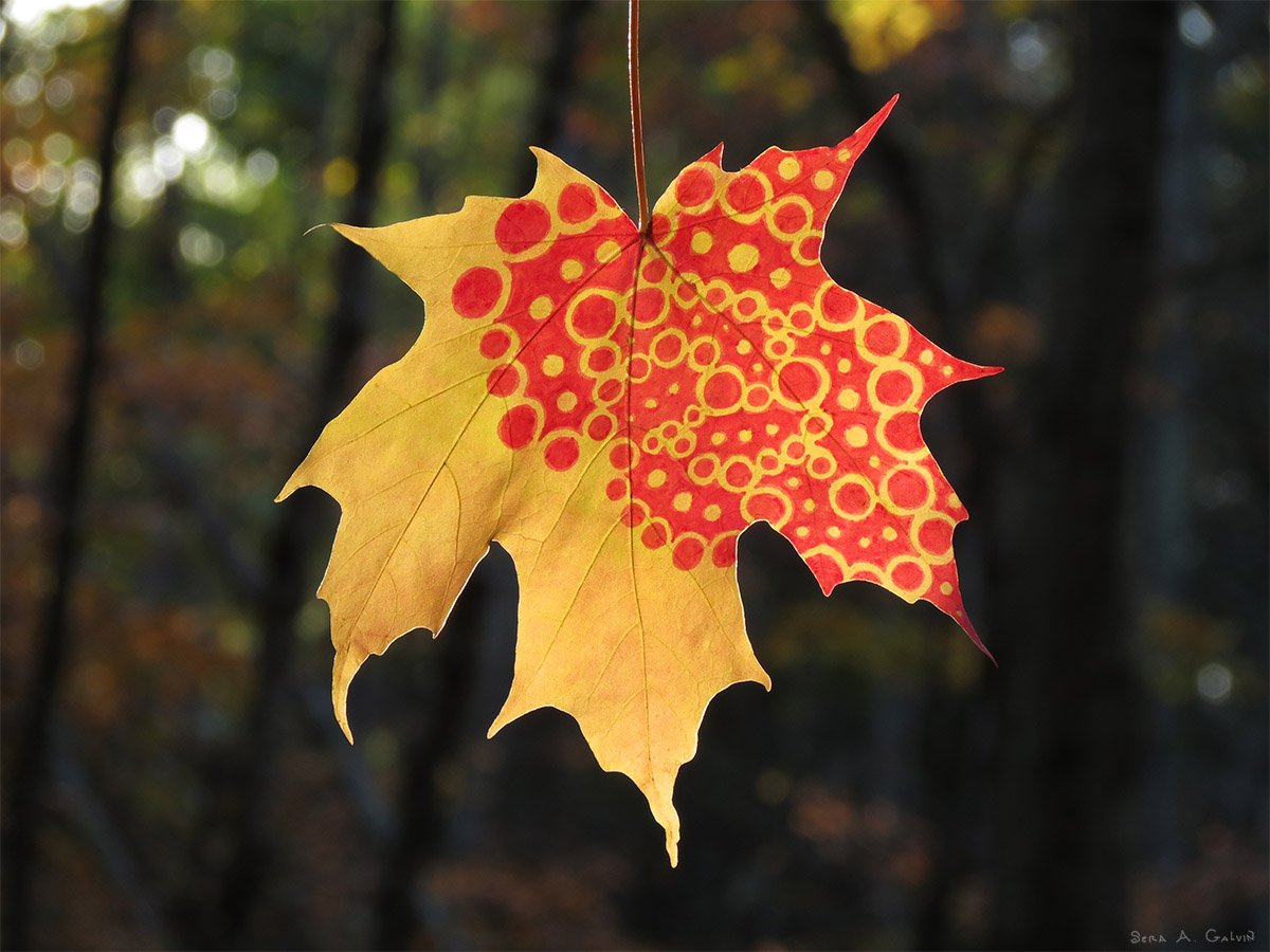 A pattern of red dots and rings filling half of a golden-yellow maple leaf, backlit against a blurred forest, by Sera Autumn