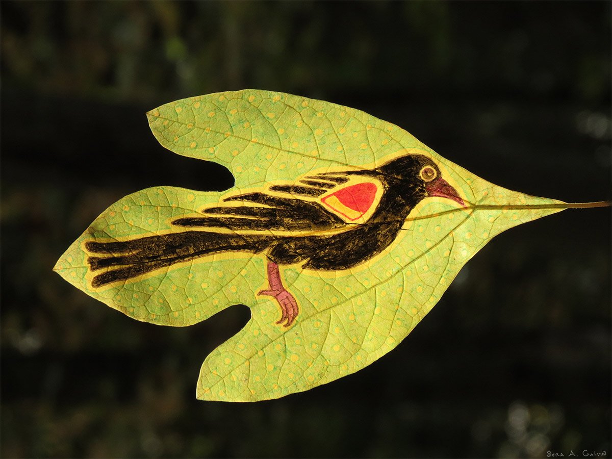 A red-winged blackbird with a red-and-yellow shoulder patch drawn on a green sassafras leaf against a dark background, by Sera Autumn
