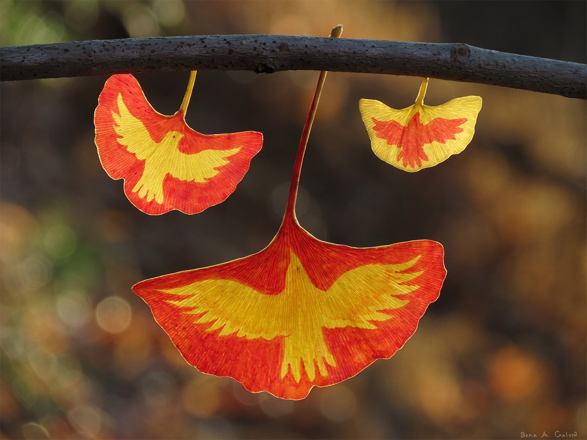 Three red and yellow ginkgo leaves drawn with flying birds, hanging from a branch against warm autumn bokeh, by Sera Autumn