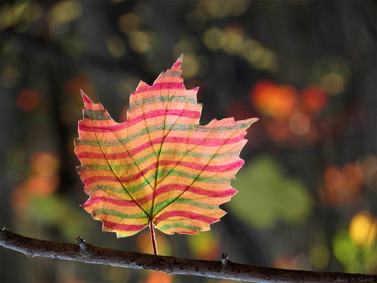A maple leaf hand-drawn with horizontal candy stripes of pink, orange, and green, backlit on a bare branch against forest bokeh, by Sera Autumn