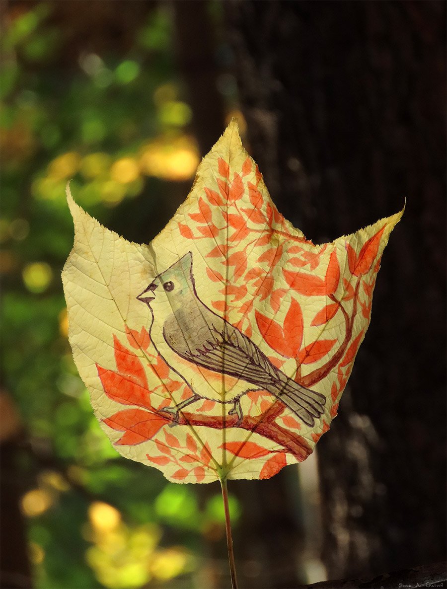 A crested gray tufted titmouse perched on a branch amid orange leaves, drawn on a pale striped maple leaf, by Sera Autumn