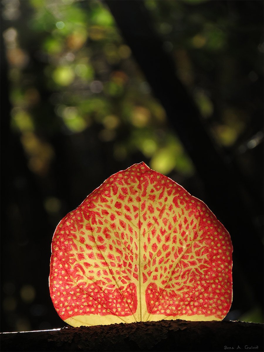 A bare branching tree rendered in negative space through red drawing on a yellow leaf, propped on bark against green forest bokeh, by Sera Autumn