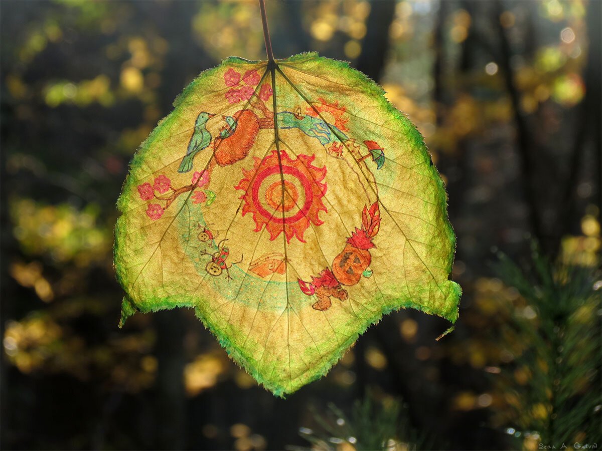 Four-seasons wheel of birds, blossoms, sun and jack-o'-lantern drawn around a green backlit leaf in the forest, by Sera Autumn