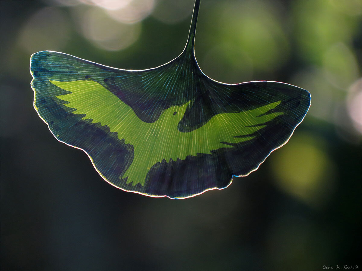 Silhouette of a bird with spread wings drawn in green on a backlit ginkgo leaf against dark bokeh, by Sera Autumn