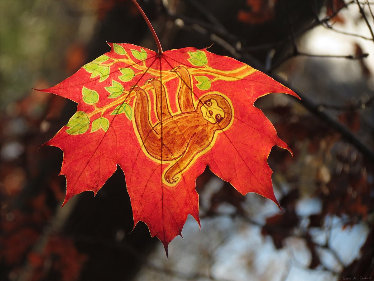 A brown sloth hanging from a leafy branch, drawn on a fiery red-orange maple leaf against blurred autumn woods, by Sera Autumn