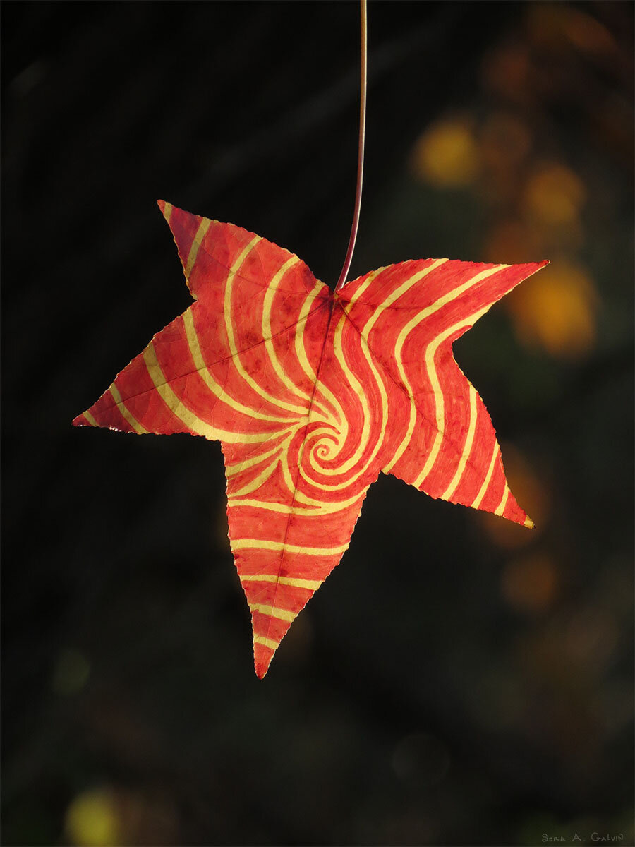 A red sweetgum star-shaped leaf drawn with a yellow hypnotic spiral and radiating stripes, hanging against dark bokeh, by Sera Autumn
