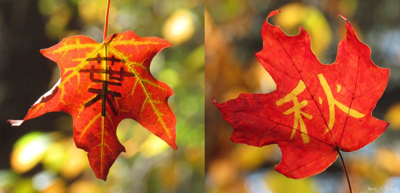 Two red maple leaves drawn with black and yellow Japanese kanji characters that translate to "autumn leaves", backlit against blurred golden autumn foliage, by Sera Autumn
