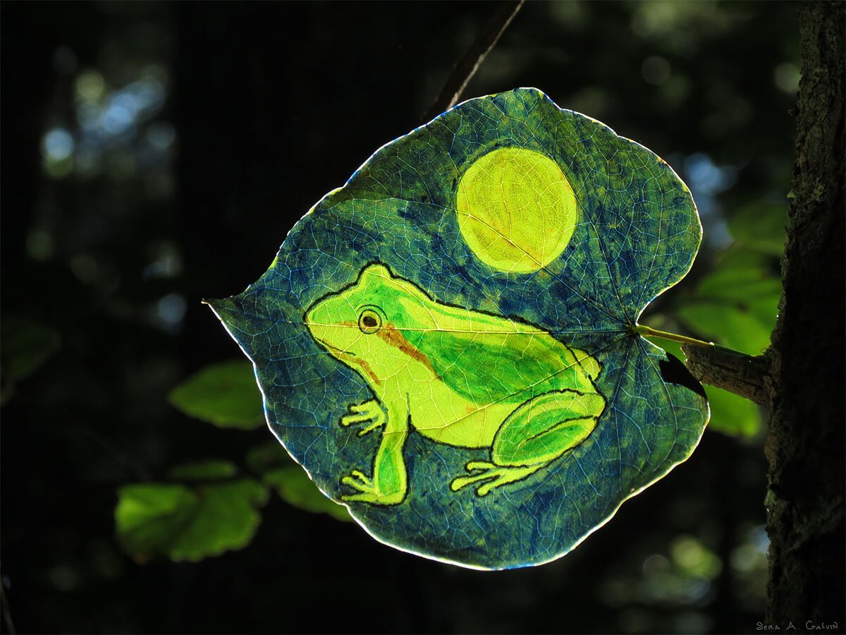A green tree frog beneath a glowing yellow moon, drawn on a heart-shaped blue-green leaf against dark forest, by Sera Autumn
