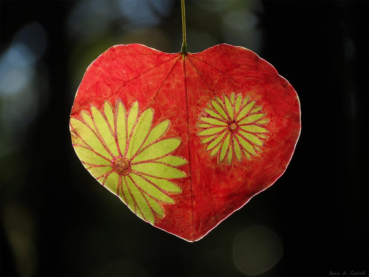 Two bright green daisy-like flowers drawn on a red heart-shaped leaf hanging against dark forest bokeh, by Sera Autumn