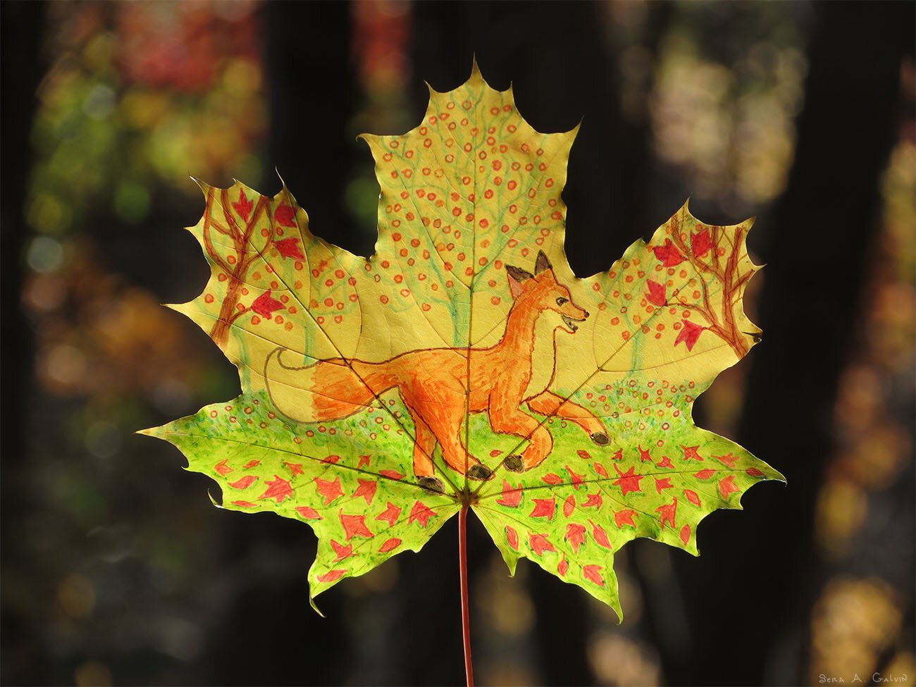 An orange fox trots across a yellow-green maple leaf drawn with red falling leaves, backlit against dark forest bokeh, by Sera Autumn