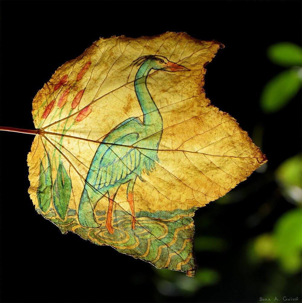 A blue-green great blue heron wading among cattails and rippling water, drawn on a golden striped maple leaf against a mostly black background, by Sera Autumn