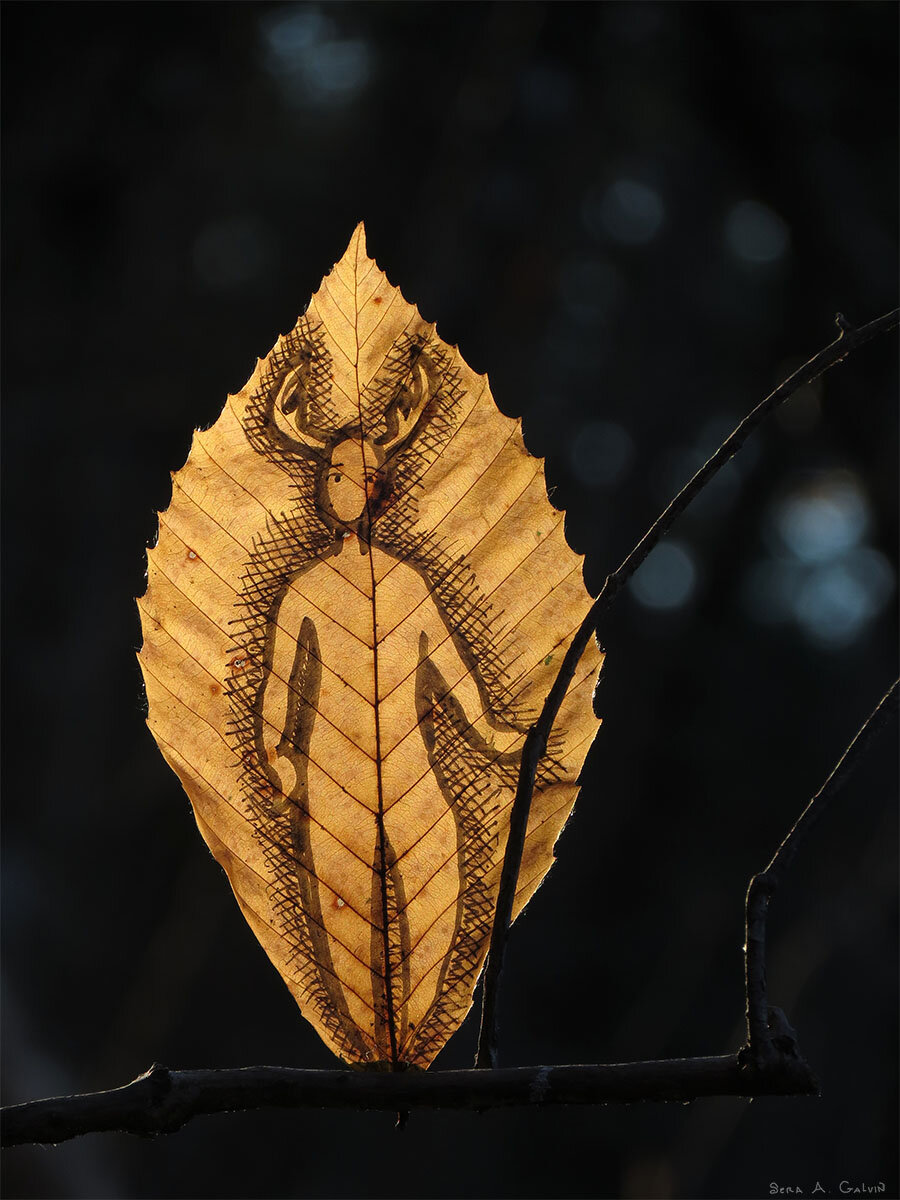 An antlered deer-headed figure standing with hatched shading, drawn on a backlit golden-brown beech leaf resting on a dark twig, by Sera Autumn