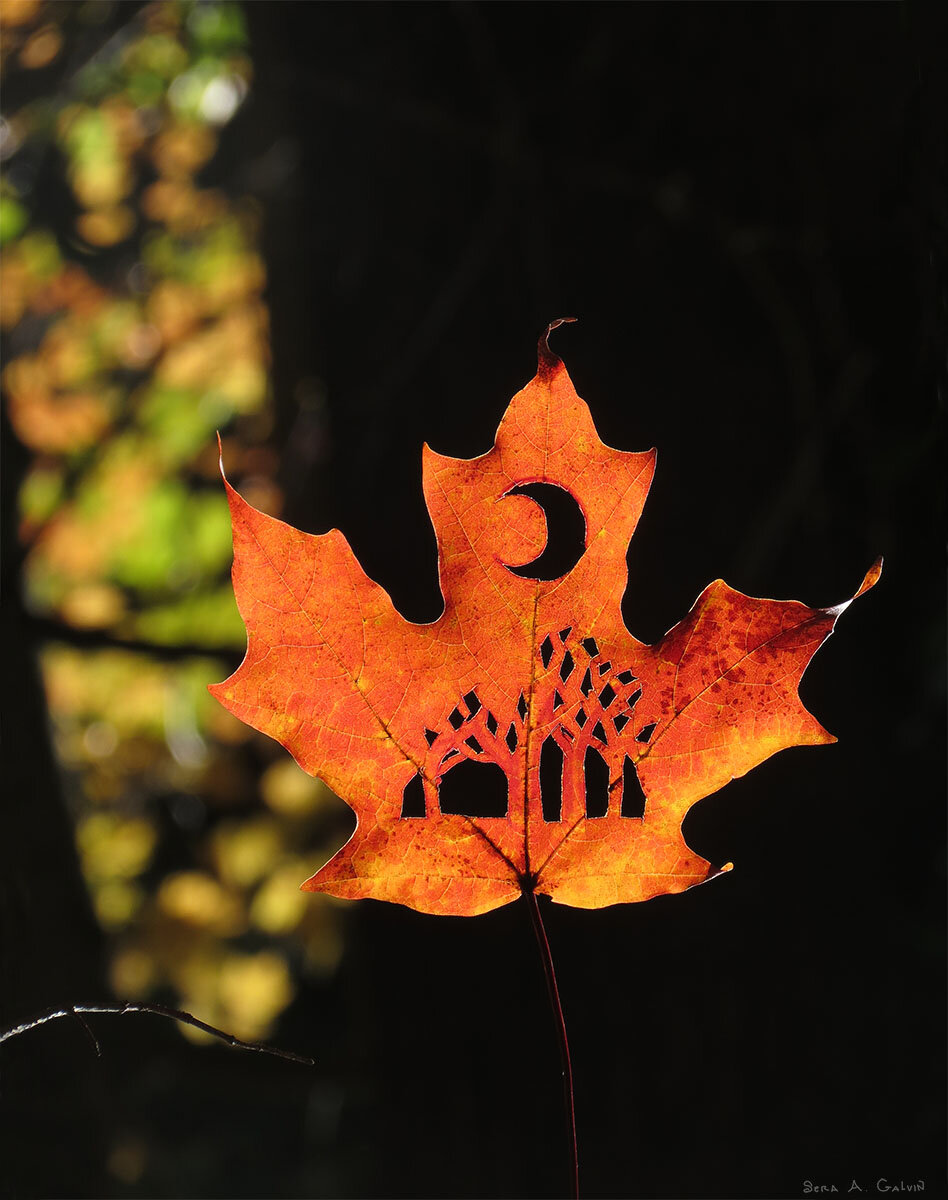 A crescent moon and a stand of bare trees cut into a glowing orange maple leaf, backlit against darkness, by Sera Autumn
