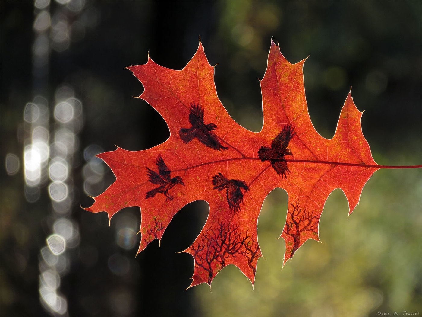 Black crows in flight above bare branches drawn on a red-orange oak leaf, glowing against forest bokeh, by Sera Autumn