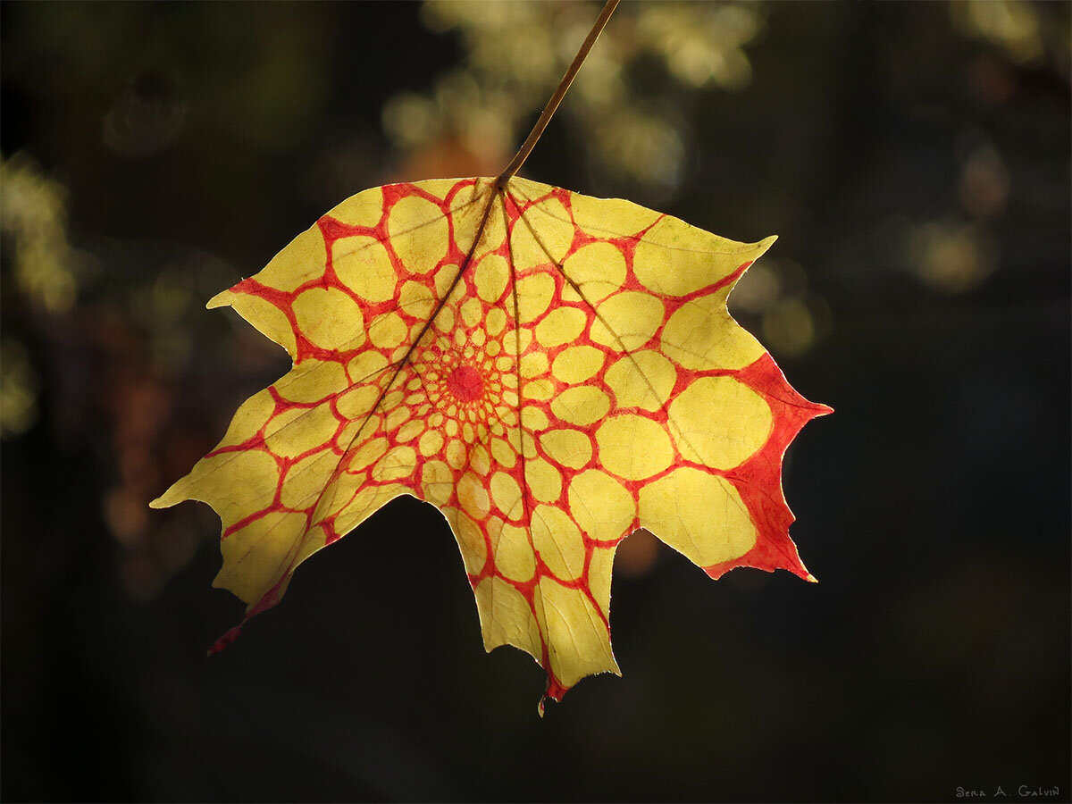 A radiating spiral of red-outlined circles forming a circular celled pattern on a yellow maple leaf, backlit, by Sera Autumn