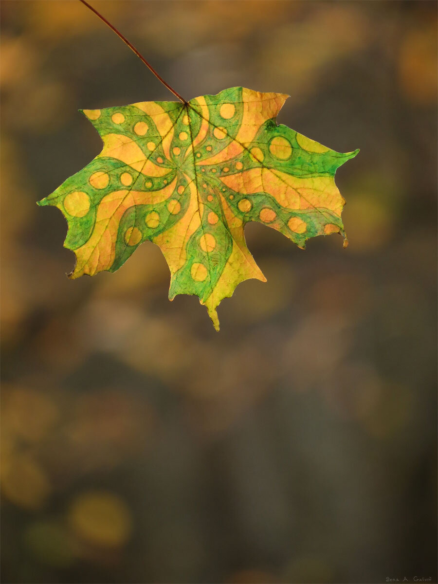Swirling green paisley circles drawn on a yellow-and-green maple leaf, backlit against warm golden-brown bokeh, by Sera Autumn