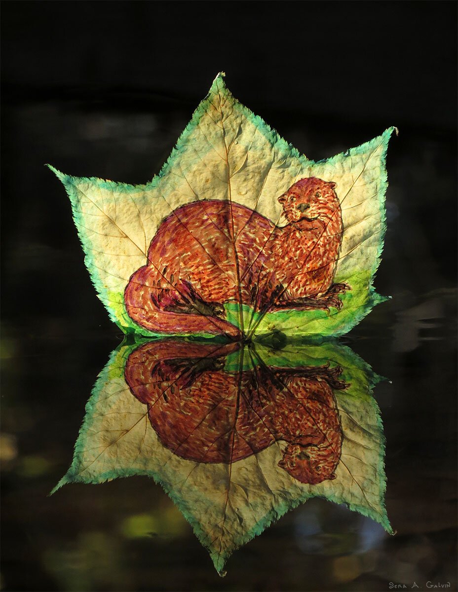 A reddish-brown otter drawn on a pale maple leaf floats on dark water, its image mirrored in the reflection below, by Sera Autumn
