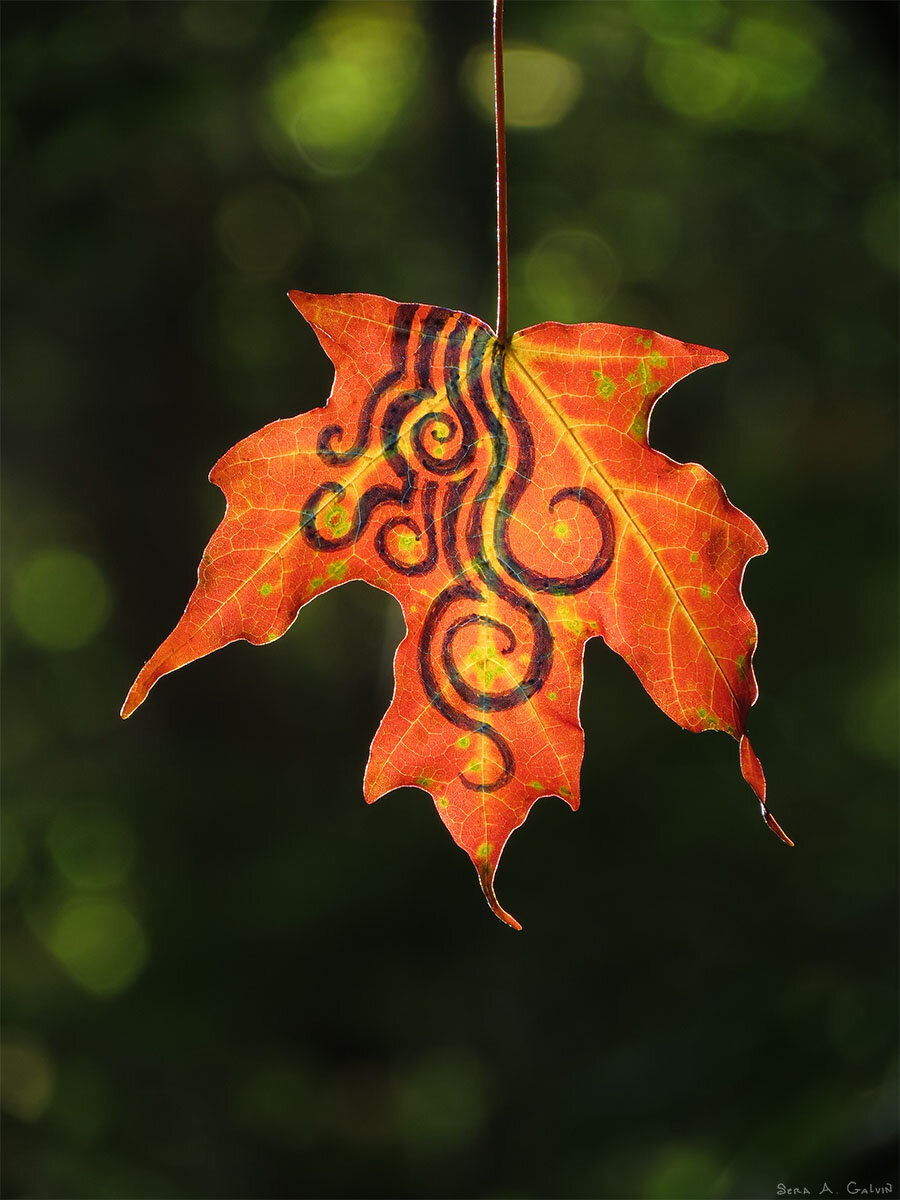 Dark curling spiral and swirl patterns drawn down a glowing orange maple leaf against green forest bokeh, by Sera Autumn