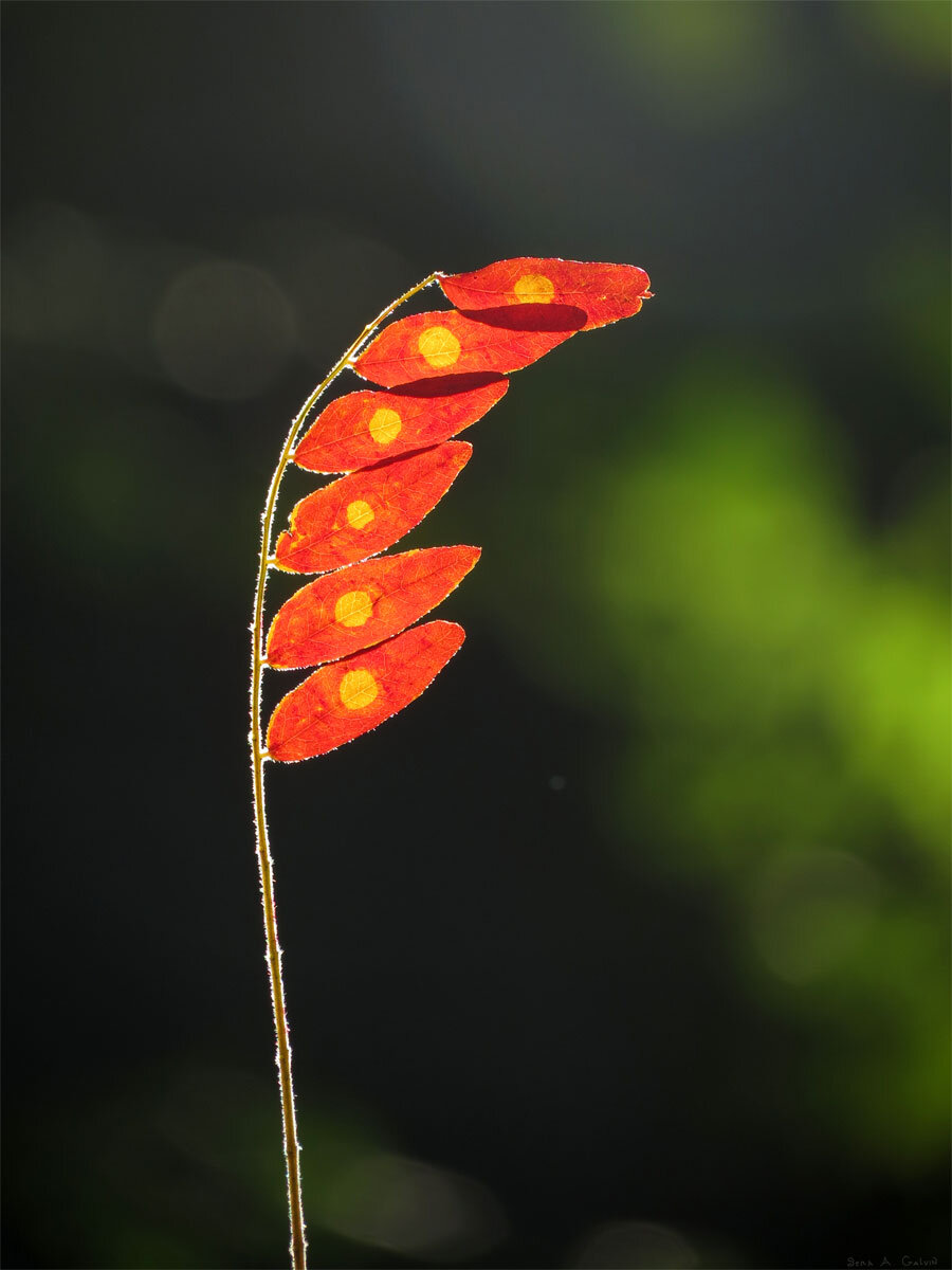 A backlit red compound leaf with glowing yellow sunlit spots on each leaflet, arching against dark green bokeh, by Sera Autumn