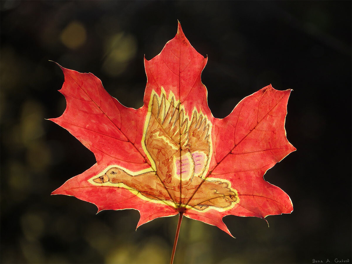 A brown duck in flight with outstretched wings, drawn on a red maple leaf against dark bokeh, by Sera Autumn