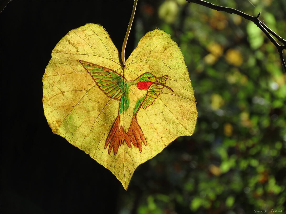 A green hummingbird with a red throat hovering mid-flight, drawn on a heart-shaped yellow leaf, by Sera Autumn