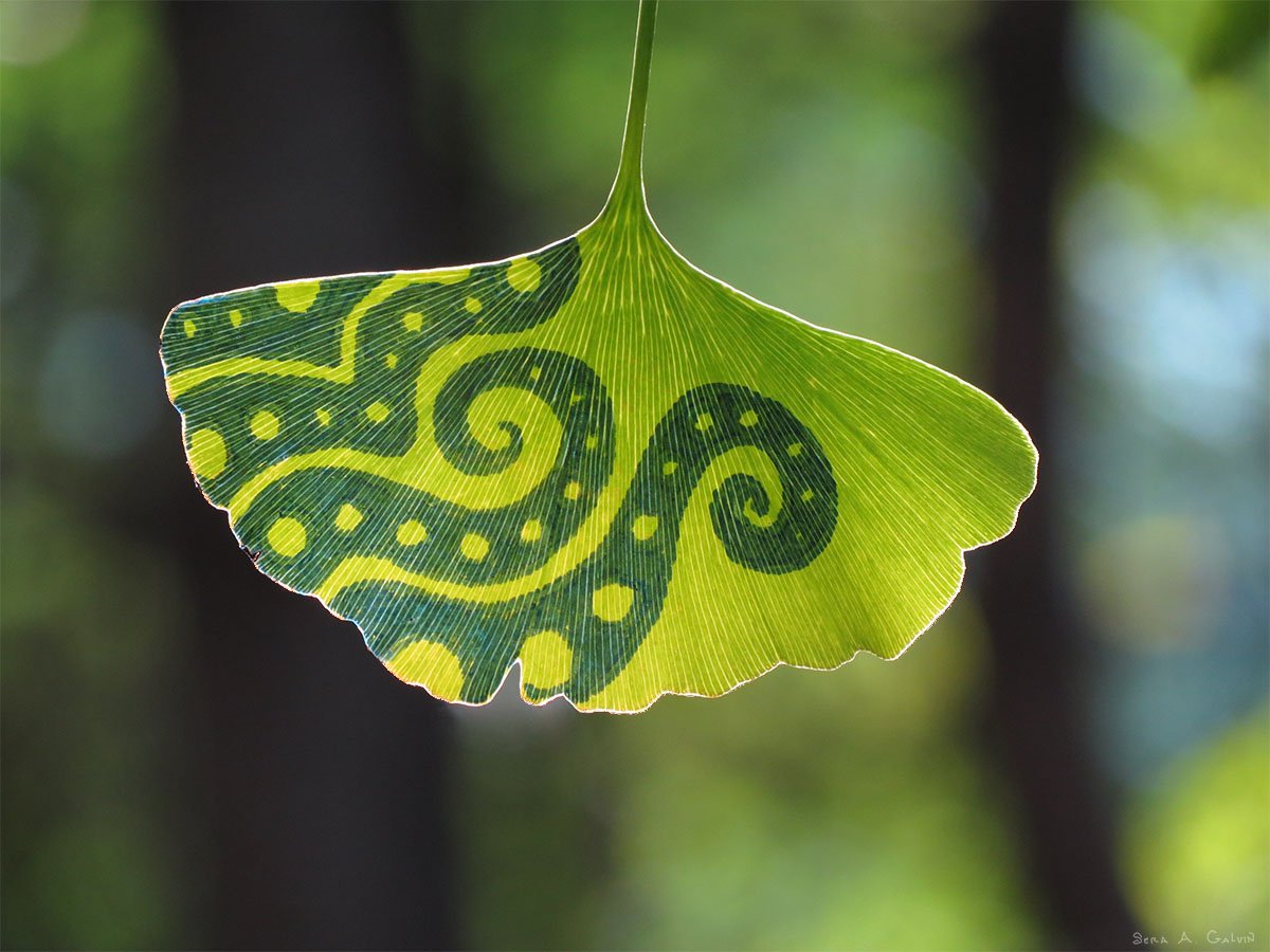 Dark teal spiral and dot patterns drawn on a backlit green ginkgo leaf against forest bokeh, by Sera Autumn