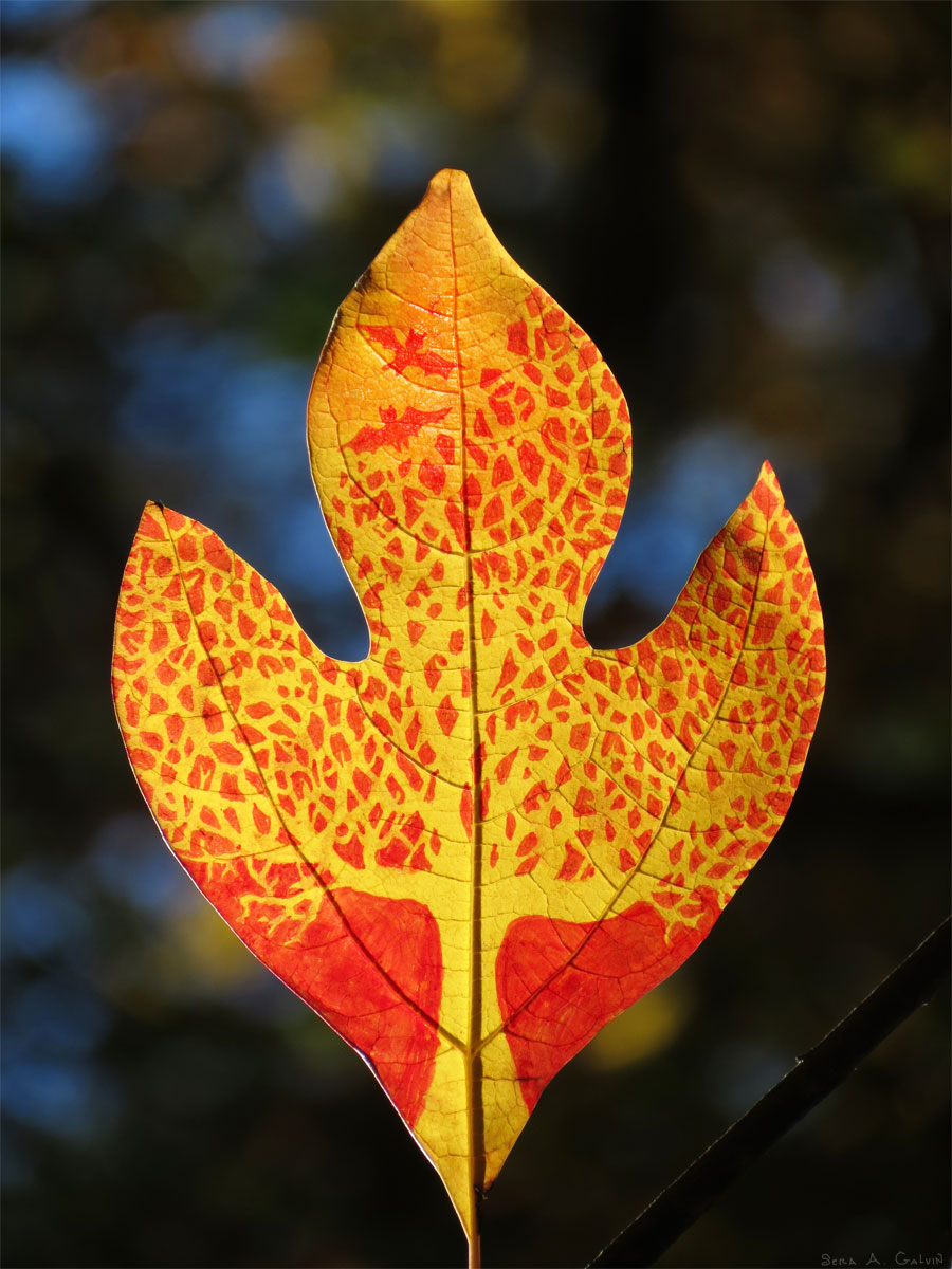 Mottled red-and-yellow tree pattern with bats on a backlit sassafras leaf against dark blue forest bokeh, by Sera Autumn