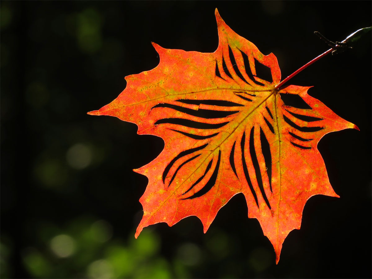 Radiating stripes cut through a backlit orange-red maple leaf, revealing dark background between the rays, against black forest bokeh, by Sera Autumn