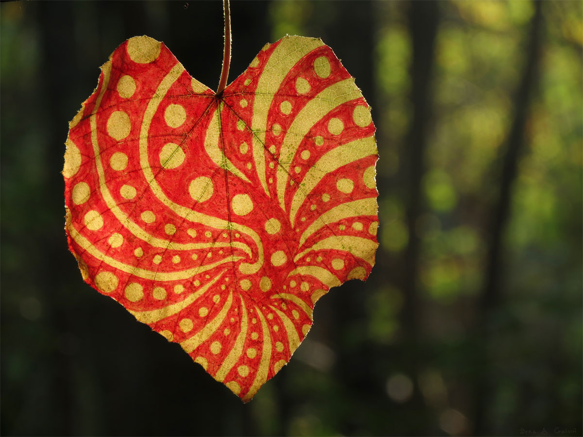 Red-and-cream swirling stripes and dots drawn on a heart-shaped leaf, backlit against green forest bokeh, by Sera Autumn
