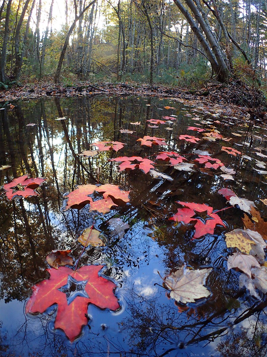 Red maple leaves with cut-out star shapes floating on still dark water reflecting a bare autumn forest, by Sera Autumn