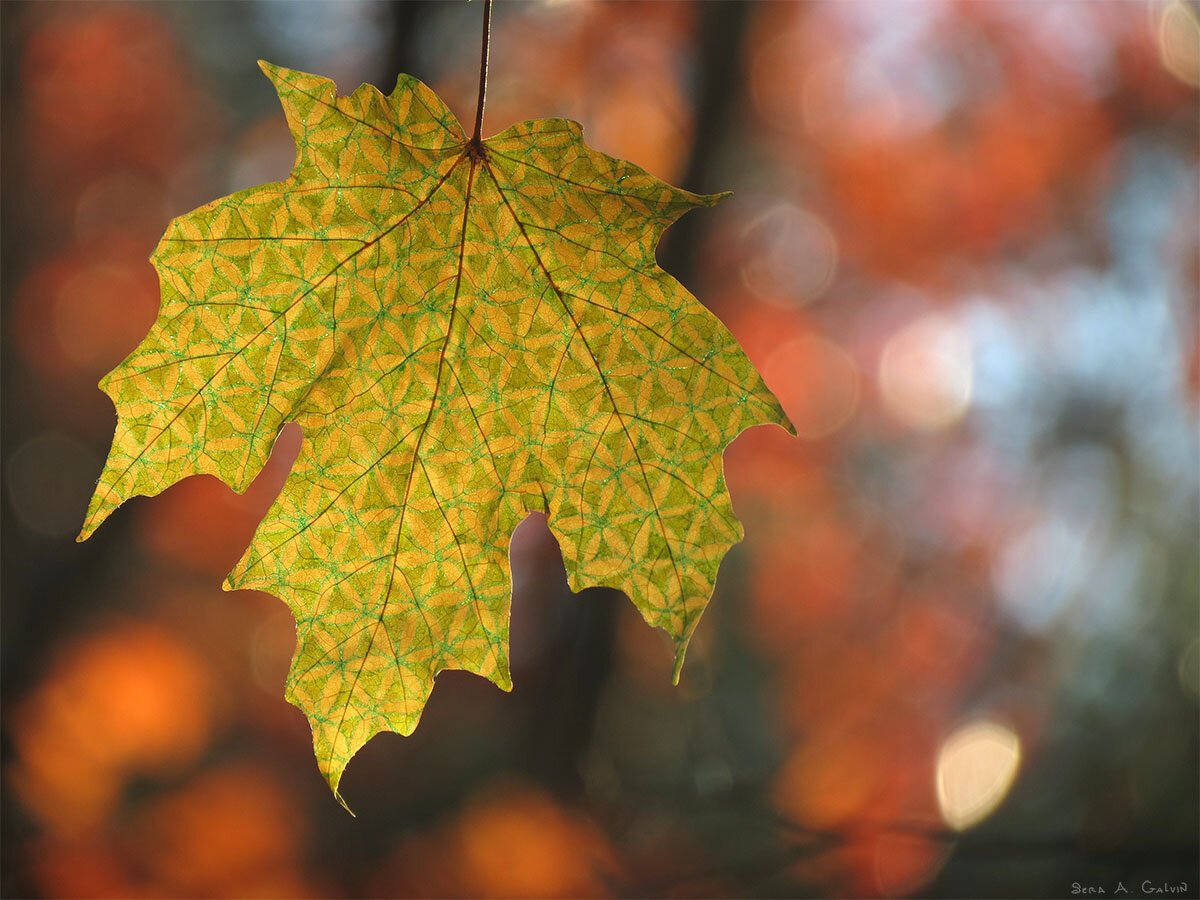 A green-and-gold maple leaf patterned with a delicate repeating floral geometric design, backlit against red and blue bokeh, by Sera Autumn