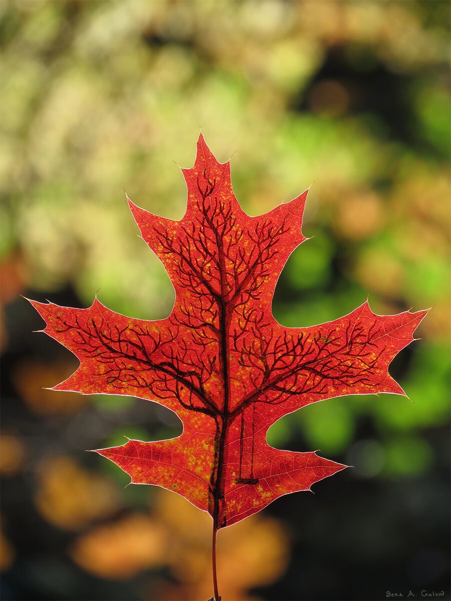 A bare winter tree with branching limbs and a swing drawn along the veins of a red oak leaf, against green and gold bokeh, by Sera Autumn