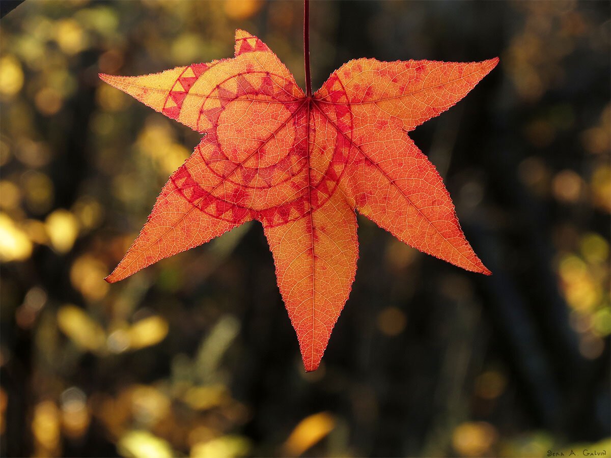 Concentric circle sun-mandala pattern in red on a star-shaped orange sweetgum leaf against golden forest bokeh, by Sera Autumn