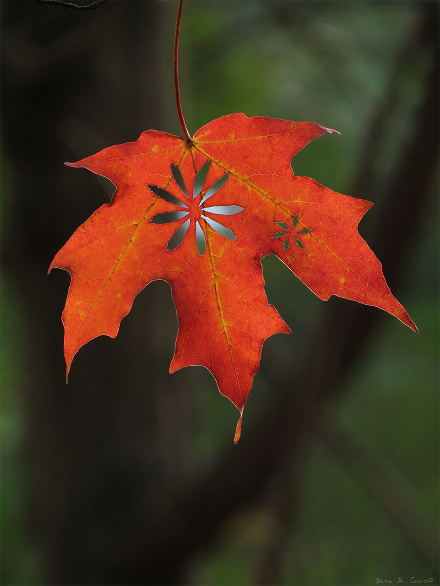 Flowery burst patterns cut out as holes in a bright orange maple leaf against a dark green forest, by Sera Autumn