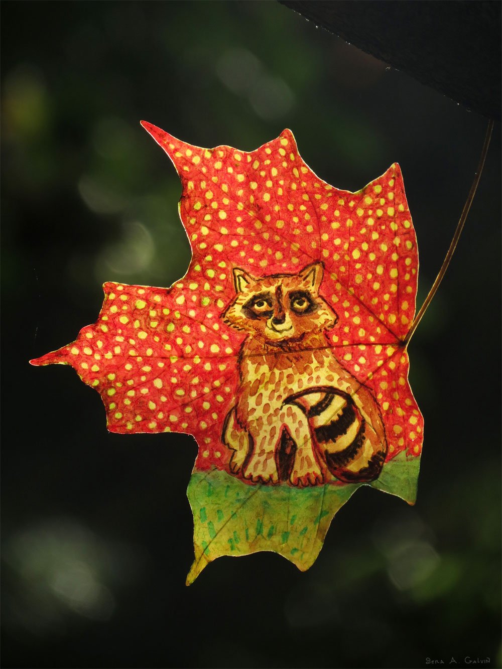 A masked raccoon with ringed tail drawn on a red maple leaf dotted with yellow, against dark forest, by Sera Autumn