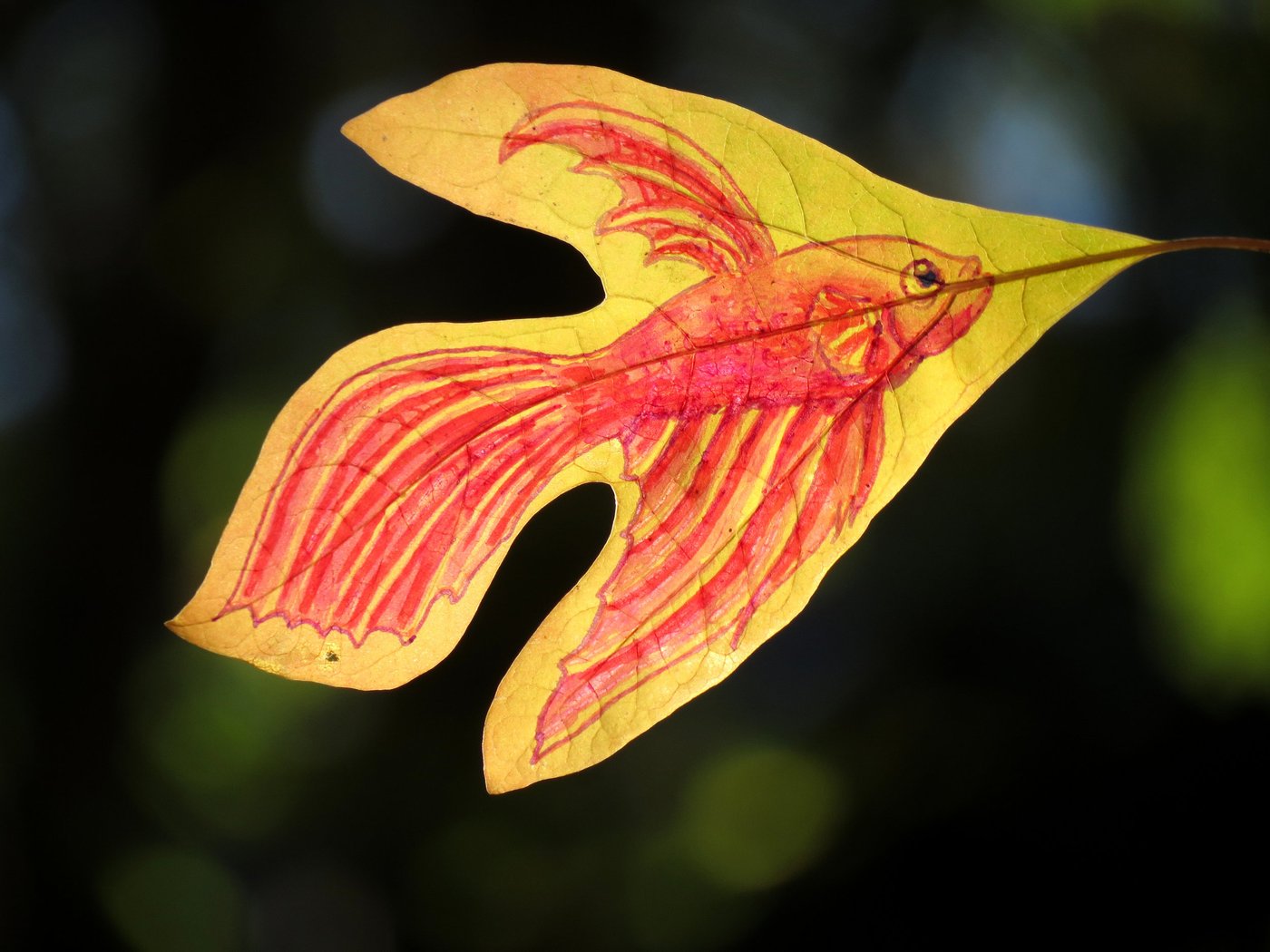 A red-orange fancy-finned goldfish drawn on a yellow sassafras leaf against dark green bokeh, by Sera Autumn