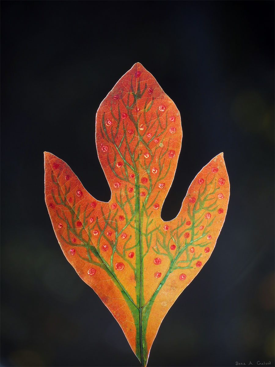 A green branching shrub dotted with red berries drawn on an orange sassafras leaf against black, by Sera Autumn