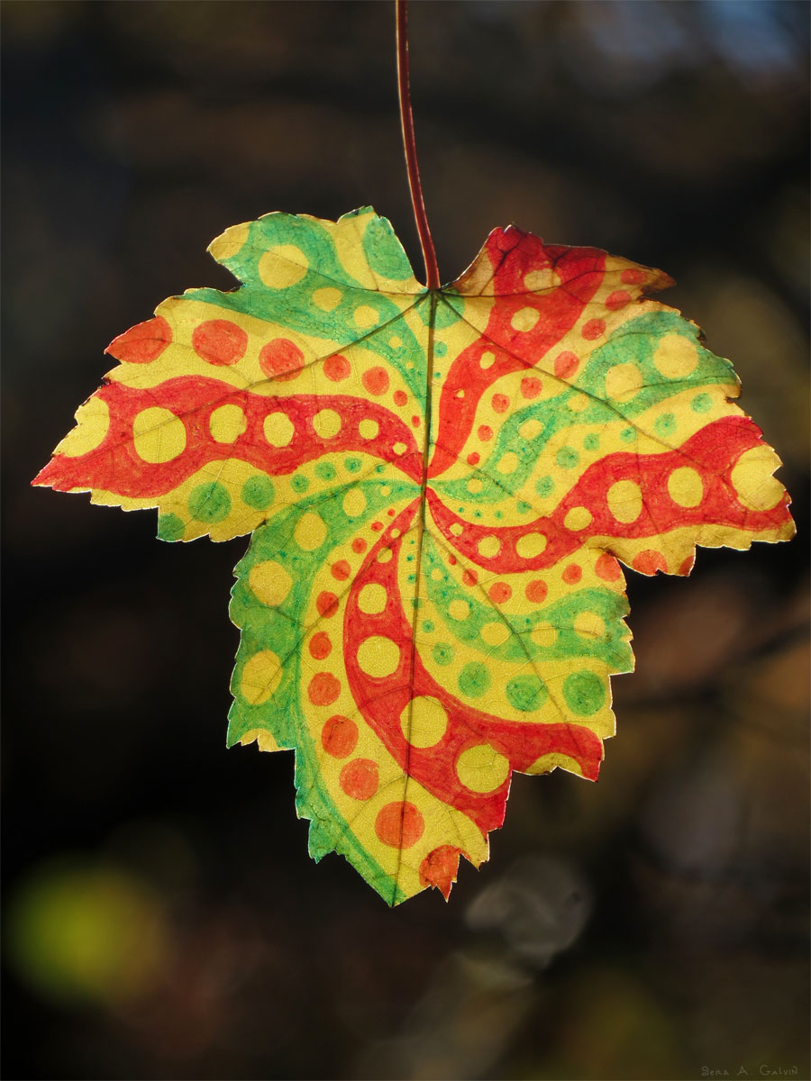 A swirling pinwheel of red, green, and yellow bands and polka dots drawn on a maple leaf backlit against dark bokeh, by Sera Autumn