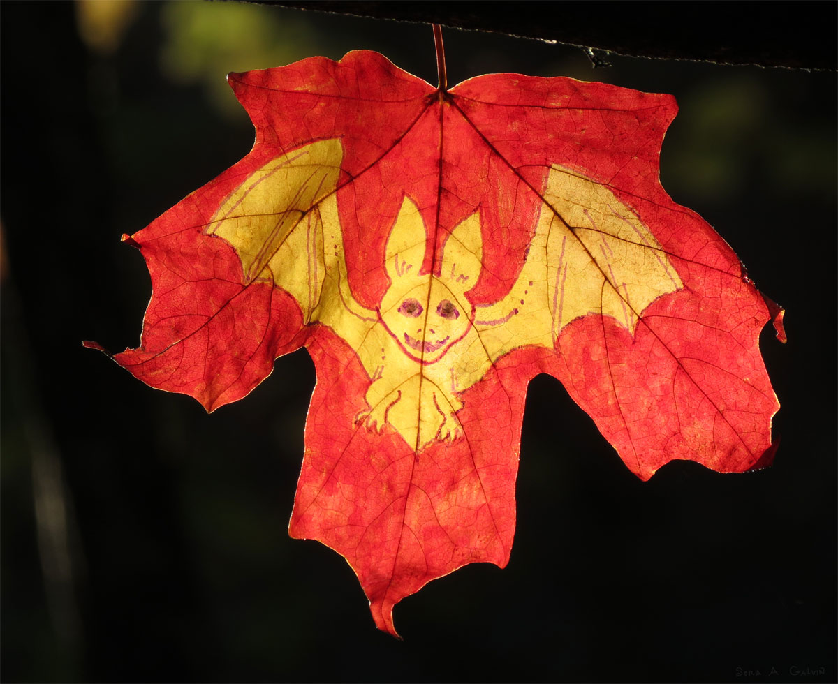 A smiling yellow bat with spread wings drawn on a red maple leaf, backlit against darkness, by Sera Autumn