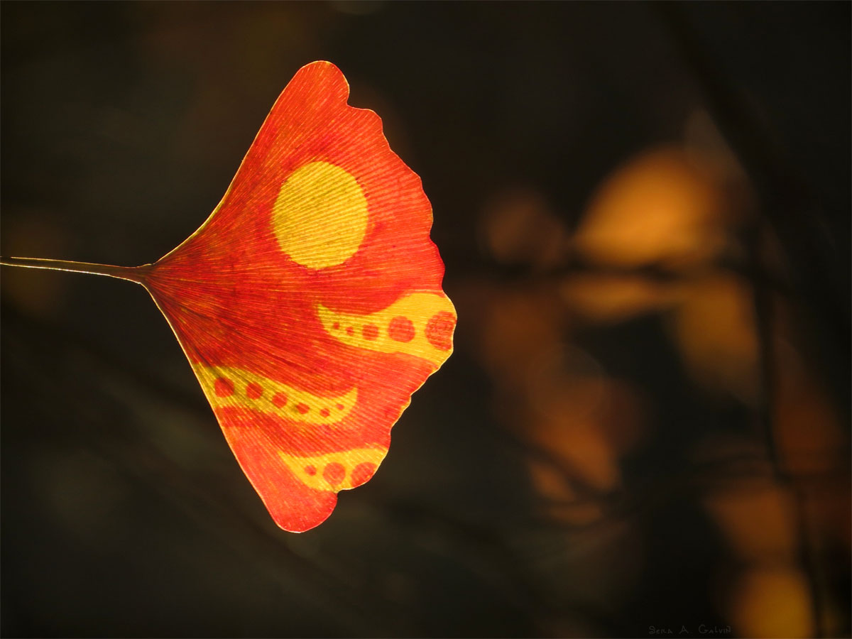 A glowing yellow moon and dotted crescent shapes drawn on a red-orange ginkgo leaf, backlit with amber bokeh, by Sera Autumn