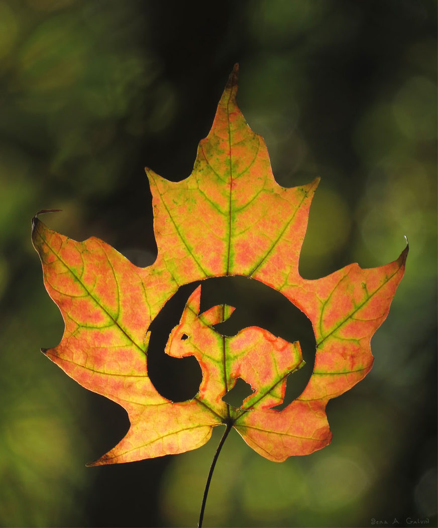A crouching rabbit rendered as a cut-out silhouette in an orange and green maple leaf against forest bokeh, by Sera Autumn