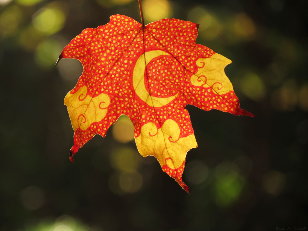 A yellow crescent moon amid dots and swirls drawn on a red and yellow maple leaf, backlit against soft bokeh, by Sera Autumn