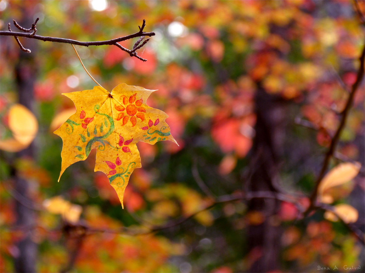 Decorative red and green floral swirls with an orange sunburst flower, drawn on a yellow maple leaf against autumn bokeh, by Sera Autumn