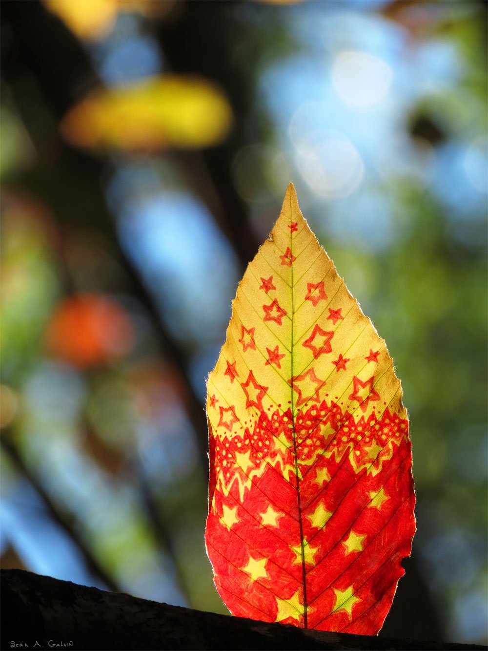 A leaf scattered with red and yellow stars, fading from golden tip to deep red base, against blue-sky bokeh, by Sera Autumn